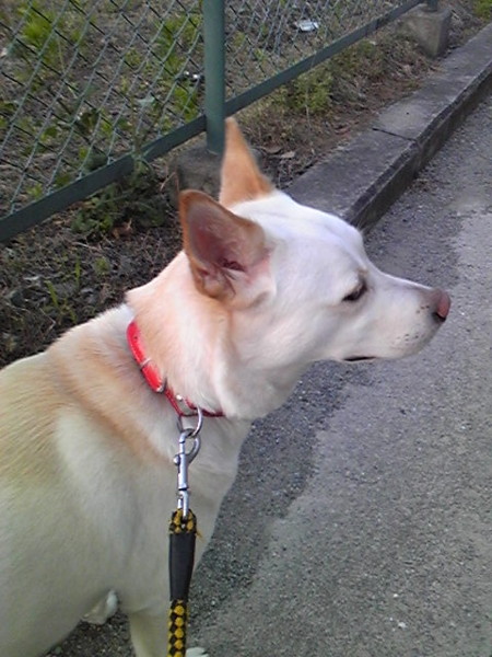 自宅警備犬と散歩なう