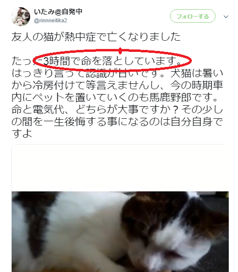 犬や猫の熱中症にご注意を 車内 炎天下に放置しないでください Mild Smile 犬や猫の熱中症にご注意を 車内 炎天下に放置しないでください Mild Smile