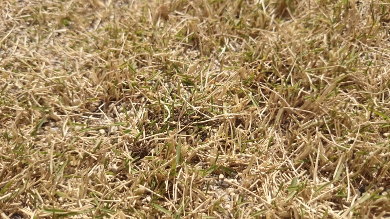 これって芽吹き 超初心者が 芝生 の庭と格闘中