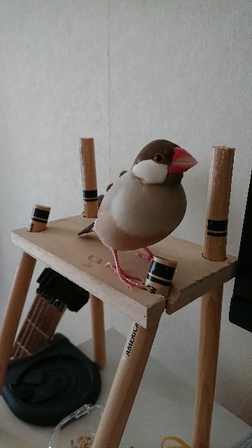 f:id:shibainu-x:20210804135230j:image