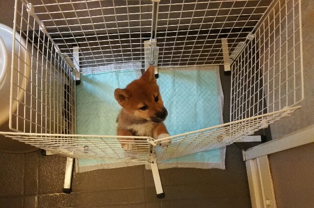 トイレ用サークルを作ってみた うちの犬 気まぐれ柴犬麦の日記