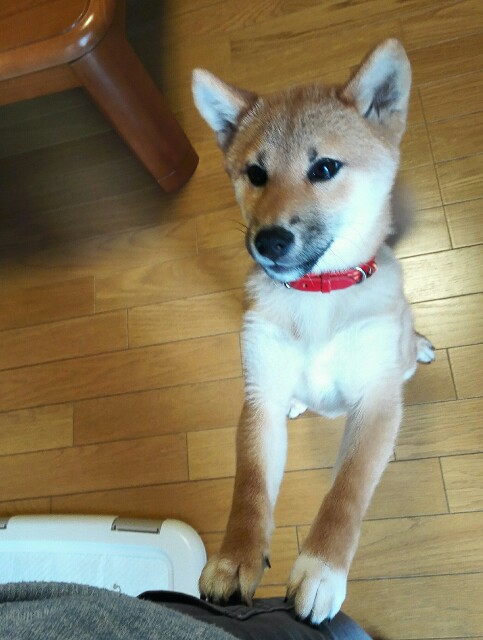 f:id:shibainumugi:20171201115822j:image f:id:shibainumugi:20171201115822j:image