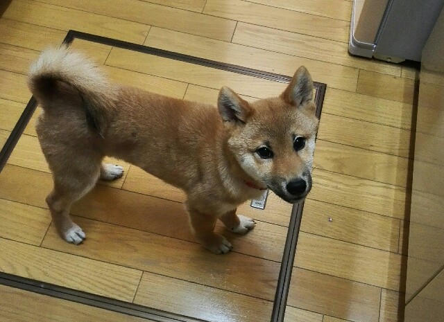 f:id:shibainumugi:20171201120803j:image f:id:shibainumugi:20171201120803j:image