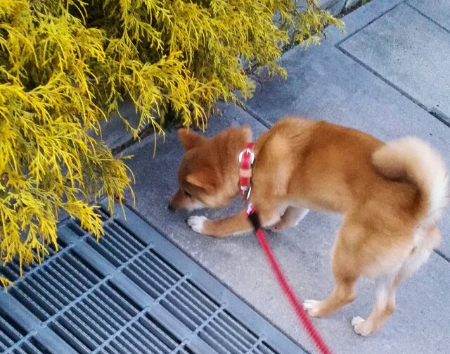 子犬の下痢と嘔吐への対応の反省 うちの犬 ～初めての柴犬生活～