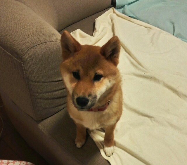 乳歯がどんどん抜ける うちの犬 初めての柴犬生活 乳歯がどんどん抜ける うちの犬 初めての柴犬生活