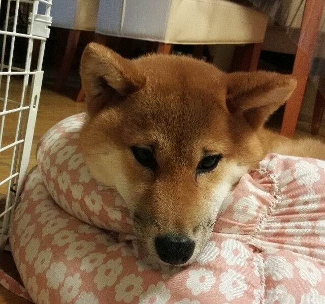 f:id:shibainumugi:20180209055250j:image