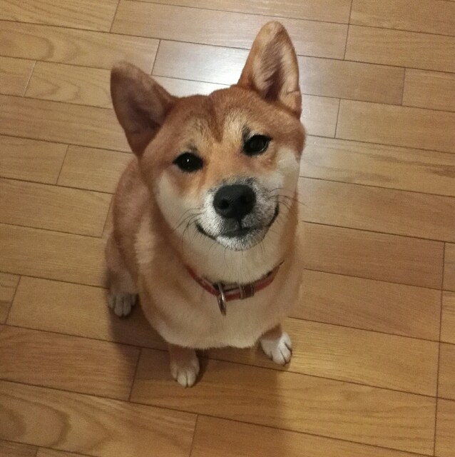 子宮蓄膿症のリスク うちの犬 初めての柴犬生活
