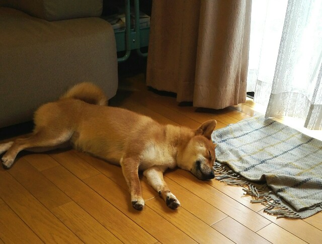 f:id:shibainumugi:20180826091027j:image