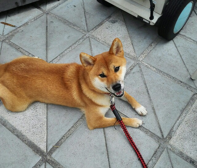 f:id:shibainumugi:20180924202800j:image f:id:shibainumugi:20180924202800j:image