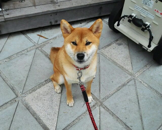 f:id:shibainumugi:20180924202901j:image f:id:shibainumugi:20180924202901j:image