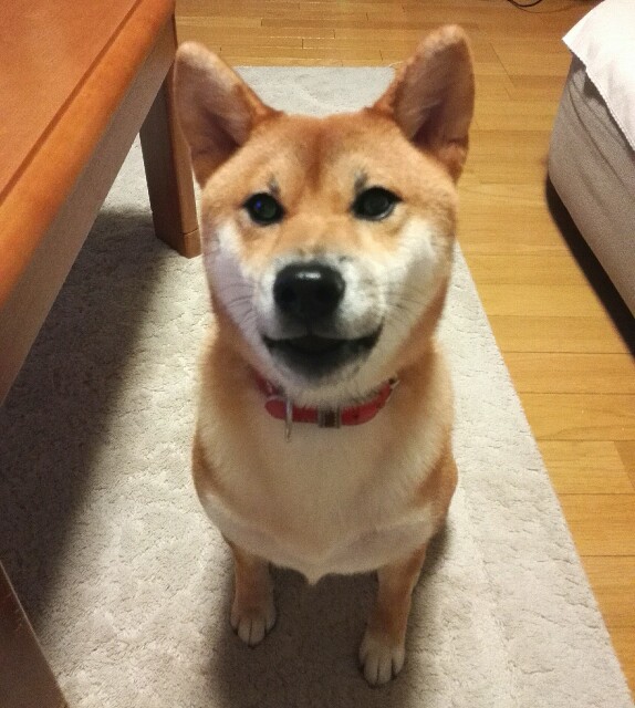 謎のおねしょと昼飲み うちの犬 気まぐれ柴犬麦の日記