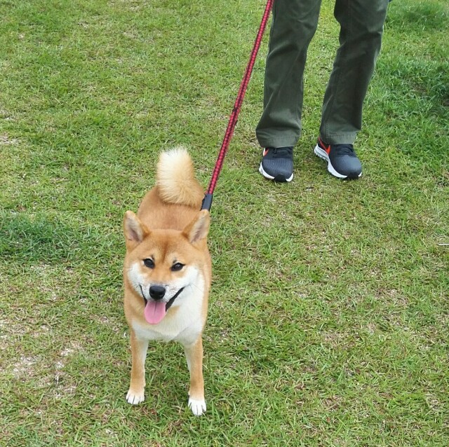 謎のおねしょと昼飲み うちの犬 気まぐれ柴犬麦の日記