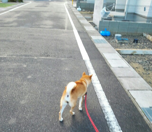 f:id:shibainumugi:20181001225904j:image