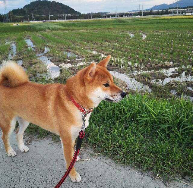 f:id:shibainumugi:20181001230809j:image
