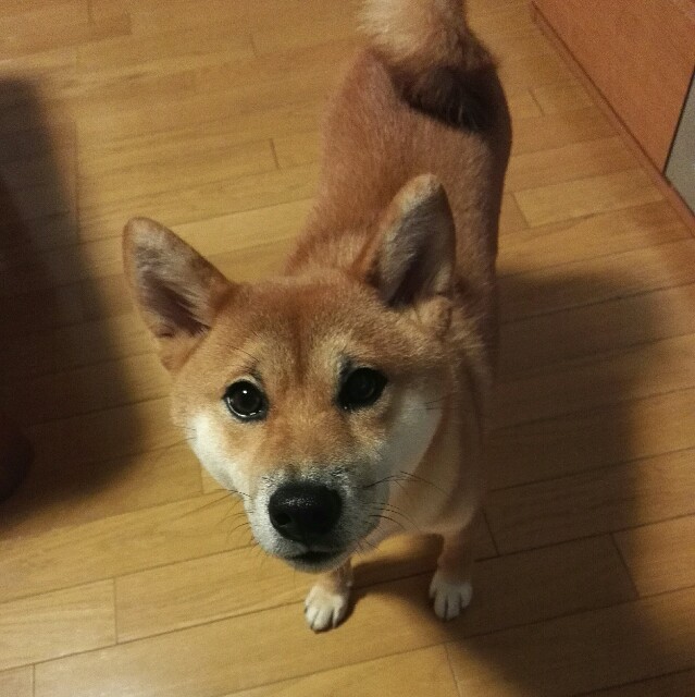 f:id:shibainumugi:20181010193309j:image f:id:shibainumugi:20181010193309j:image