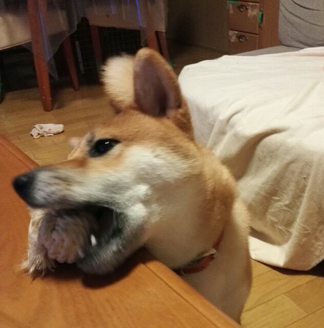f:id:shibainumugi:20181010210313j:image f:id:shibainumugi:20181010210313j:image