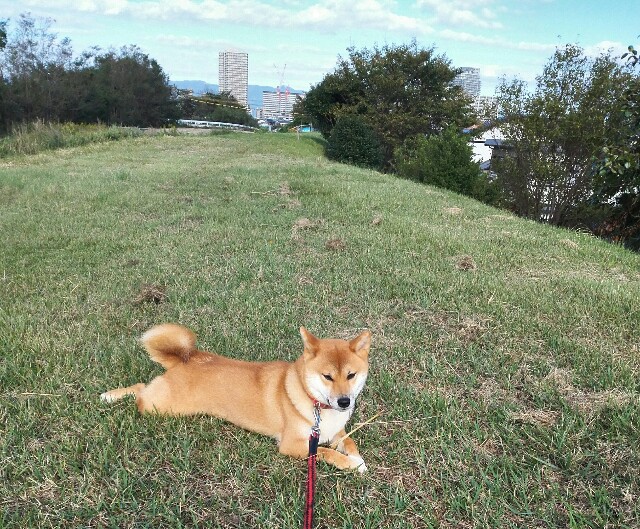 コンバットがバラバラ!!まさか毒餌を誤食?! うちの犬 ~気まぐれ柴犬麦の日記~