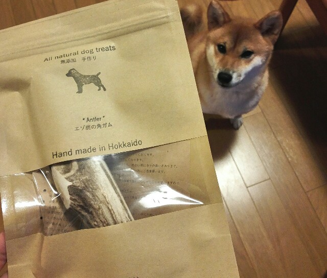 大好きなエゾシカの角が届きました - うちの犬 ～気まぐれ柴犬麦の日記～