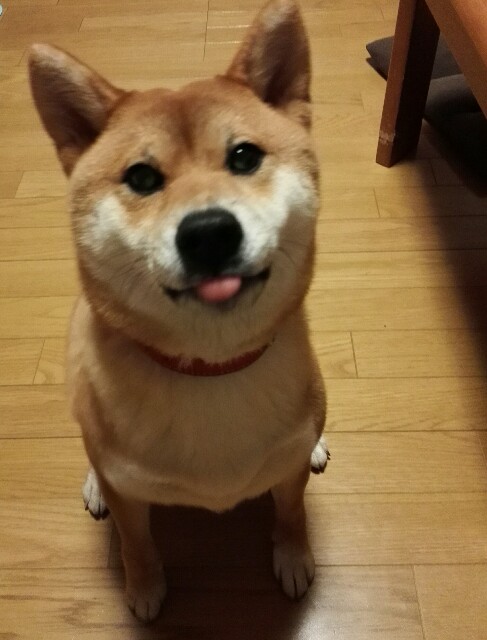 f:id:shibainumugi:20181204230344j:image
