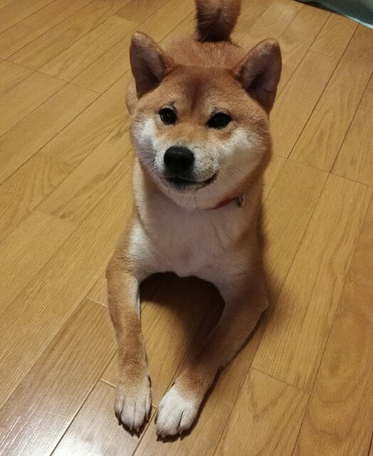 f:id:shibainumugi:20181204230401j:image