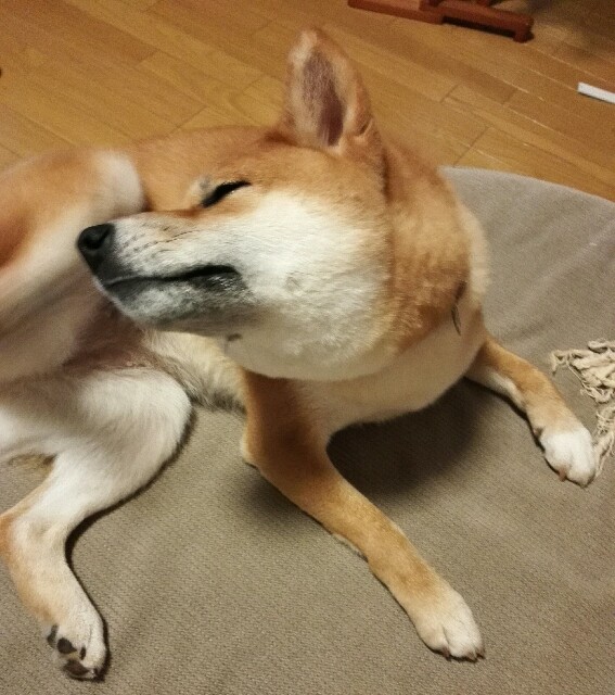 f:id:shibainumugi:20181204232429j:image