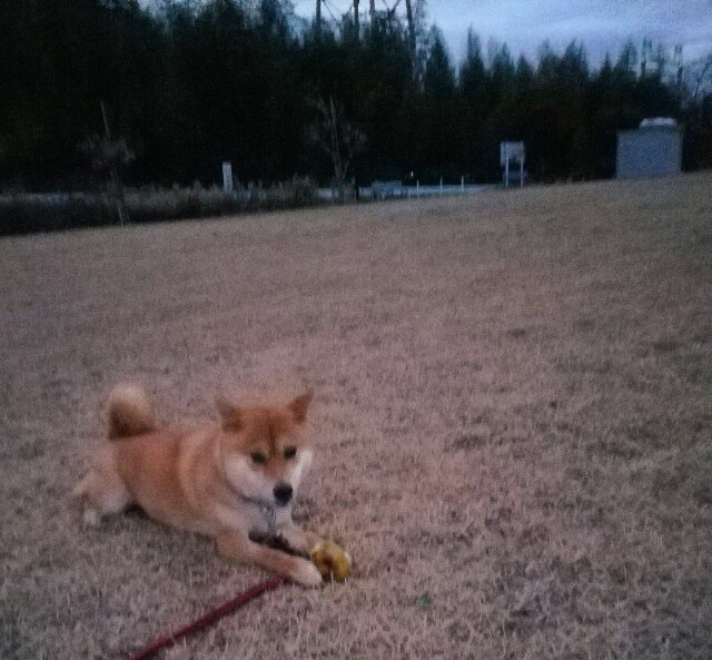 f:id:shibainumugi:20190109230323j:image