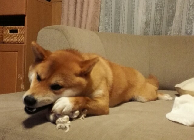 f:id:shibainumugi:20190109230625j:image