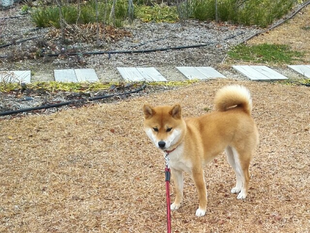 f:id:shibainumugi:20190113112020j:image f:id:shibainumugi:20190113112020j:image
