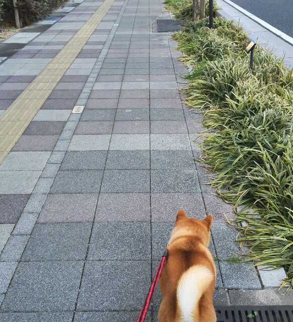 f:id:shibainumugi:20190113113021j:image f:id:shibainumugi:20190113113021j:image