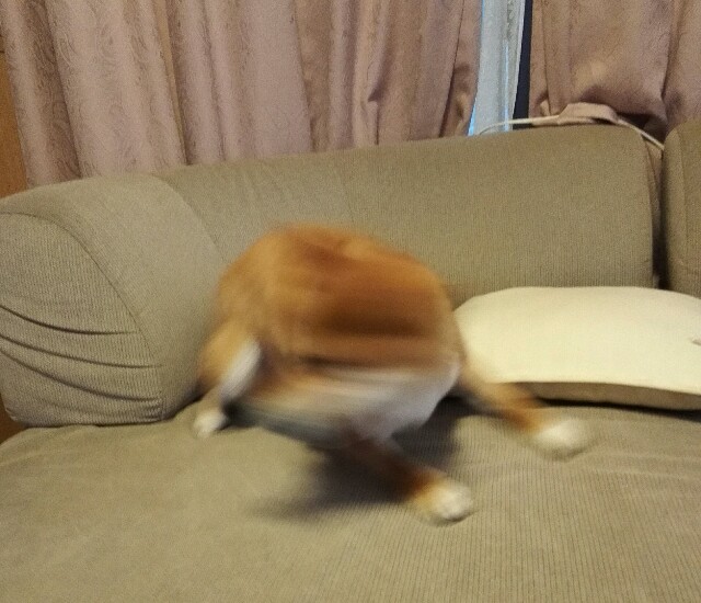 f:id:shibainumugi:20190113113130j:image f:id:shibainumugi:20190113113130j:image