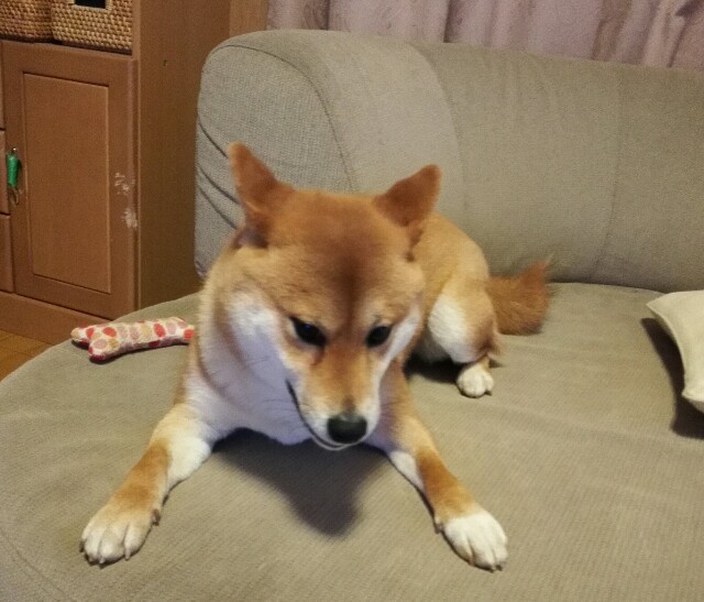 f:id:shibainumugi:20190113113206j:image f:id:shibainumugi:20190113113206j:image