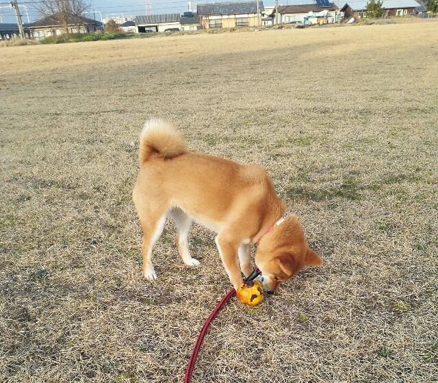 f:id:shibainumugi:20190210091554j:image