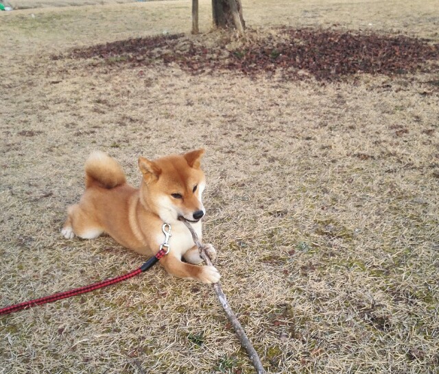 f:id:shibainumugi:20190210091659j:image