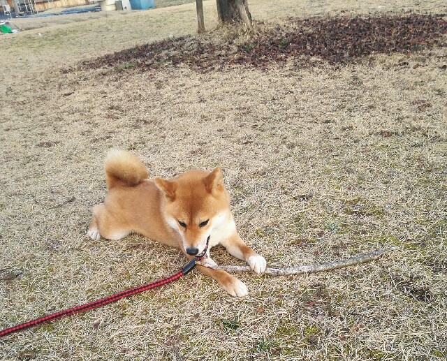 f:id:shibainumugi:20190210091722j:image