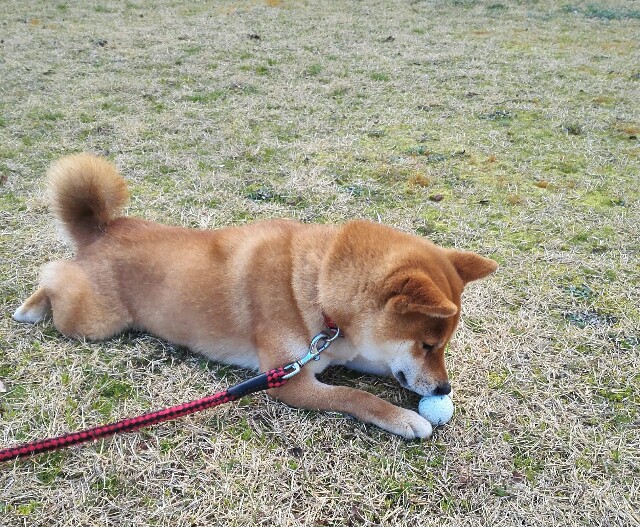 f:id:shibainumugi:20190324092302j:image