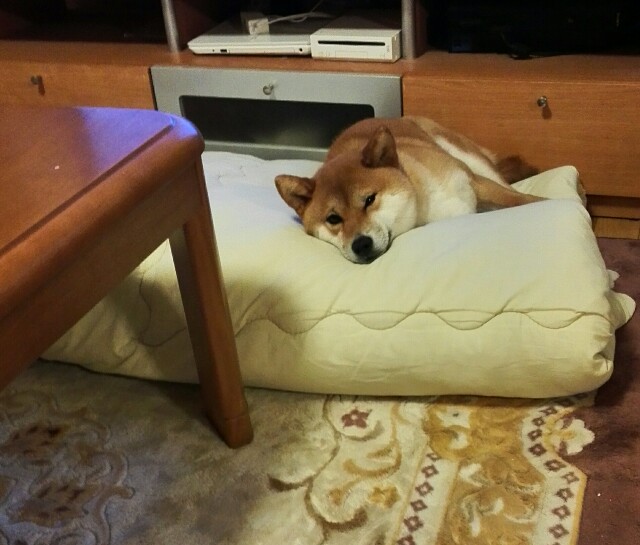 コタツの季節を乗りきった! - うちの犬 ~気まぐれ柴犬麦の日記~