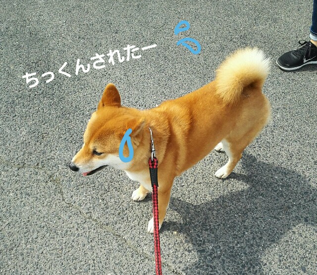 f:id:shibainumugi:20190423103346j:image