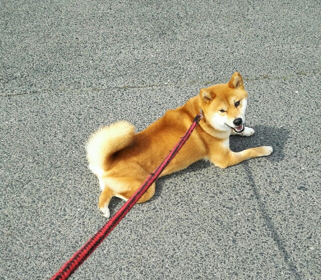 f:id:shibainumugi:20190423103442j:image