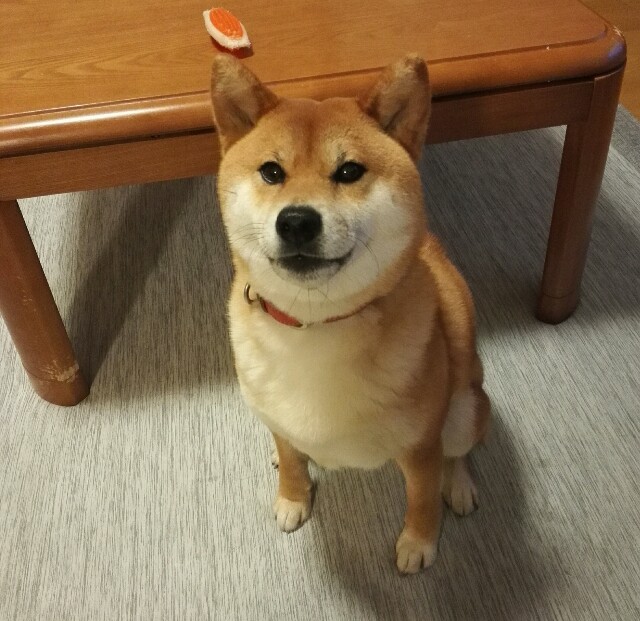 犬ごはん イワシのつみれと卵ごはん うちの犬 気まぐれ柴犬麦の日記