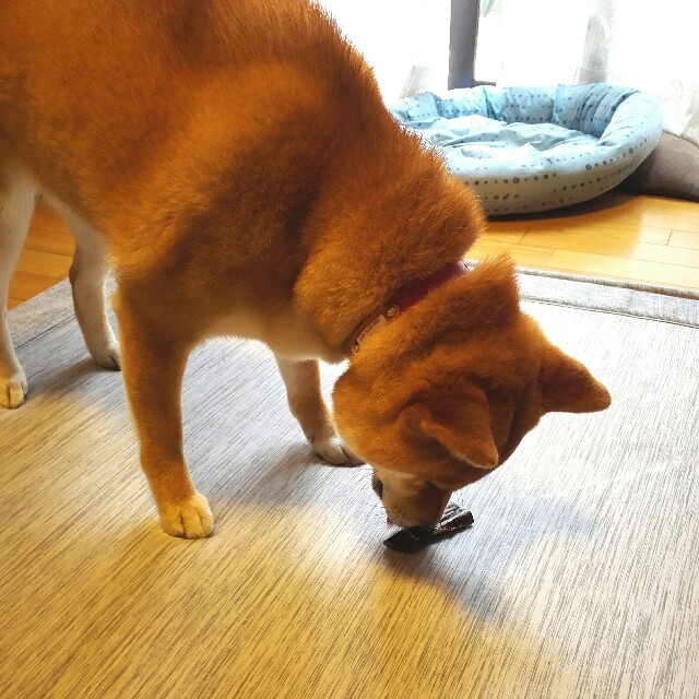 f:id:shibainumugi:20190623161341j:image