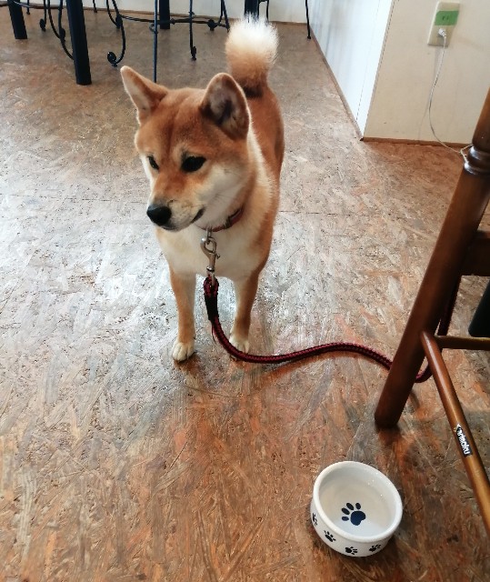 車に慣れるチャンス うちの犬 気まぐれ柴犬麦の日記