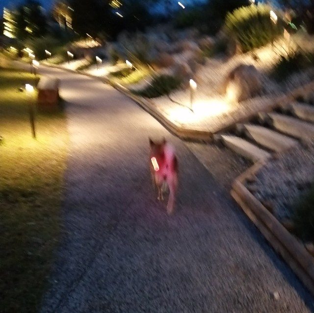 f:id:shibainumugi:20191020203217j:image f:id:shibainumugi:20191020203217j:image
