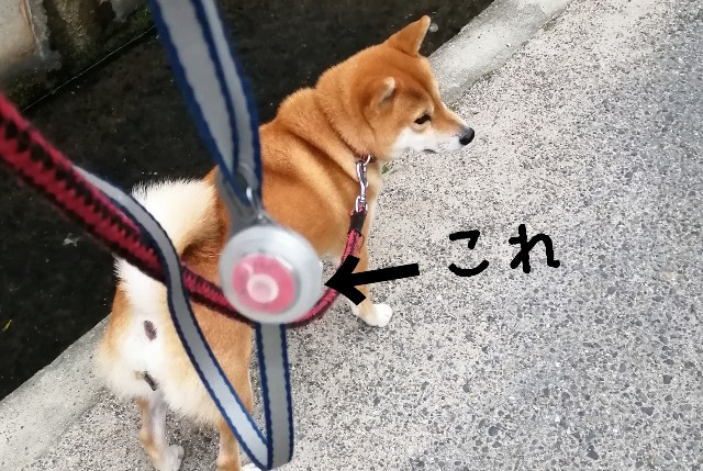 f:id:shibainumugi:20191021075151j:image f:id:shibainumugi:20191021075151j:image