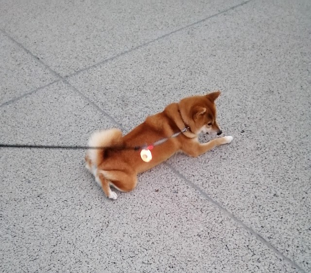 f:id:shibainumugi:20191021075229j:image f:id:shibainumugi:20191021075229j:image