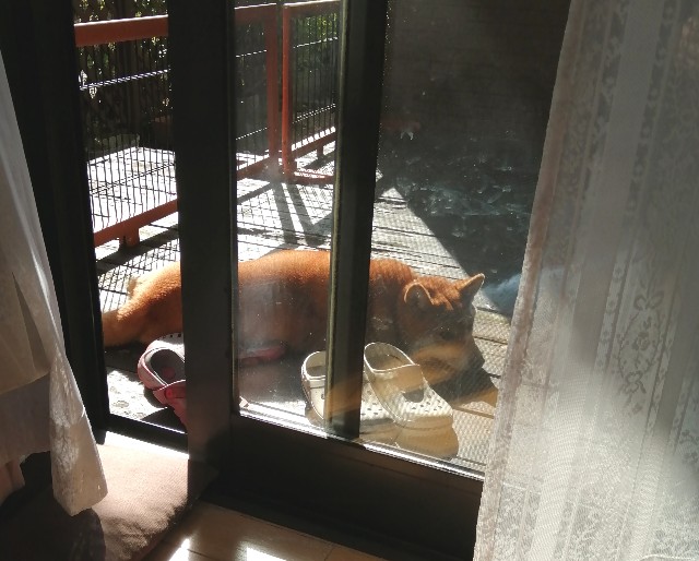 f:id:shibainumugi:20191117130220j:image