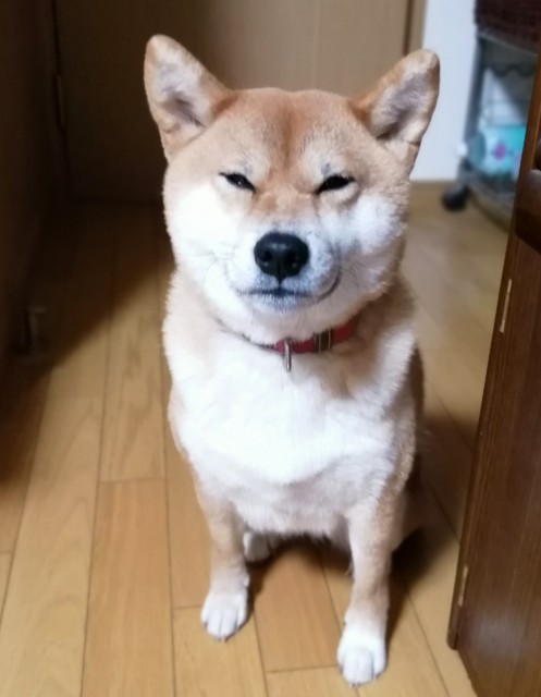 f:id:shibainumugi:20191117221058j:image