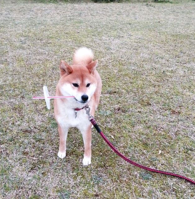 f:id:shibainumugi:20200401143838j:image