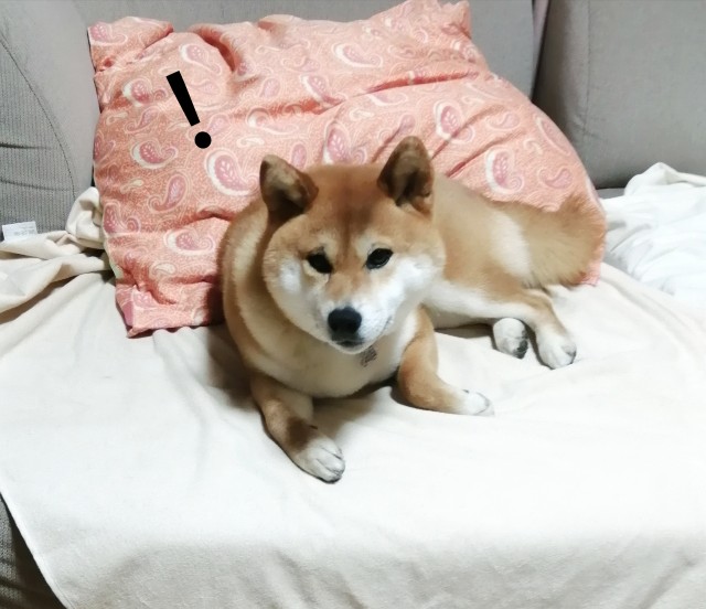 f:id:shibainumugi:20200416075031j:image f:id:shibainumugi:20200416075031j:image
