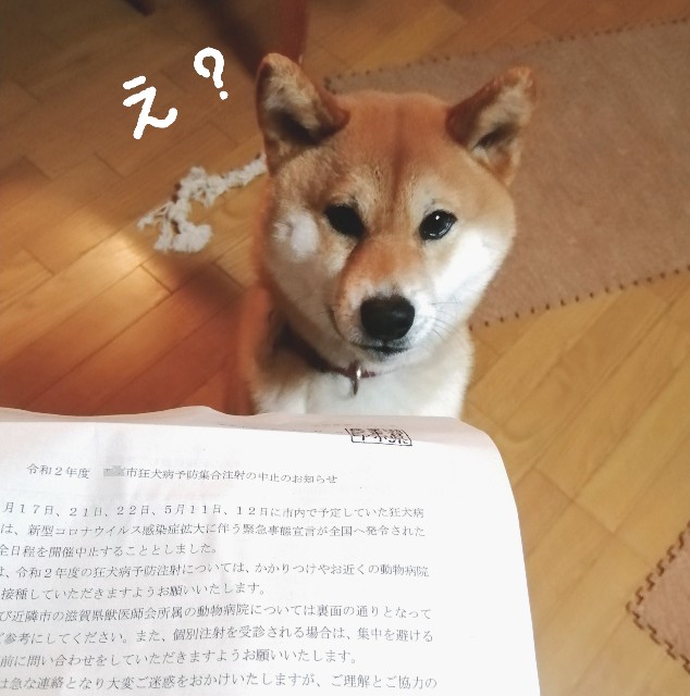 f:id:shibainumugi:20200421222226j:image