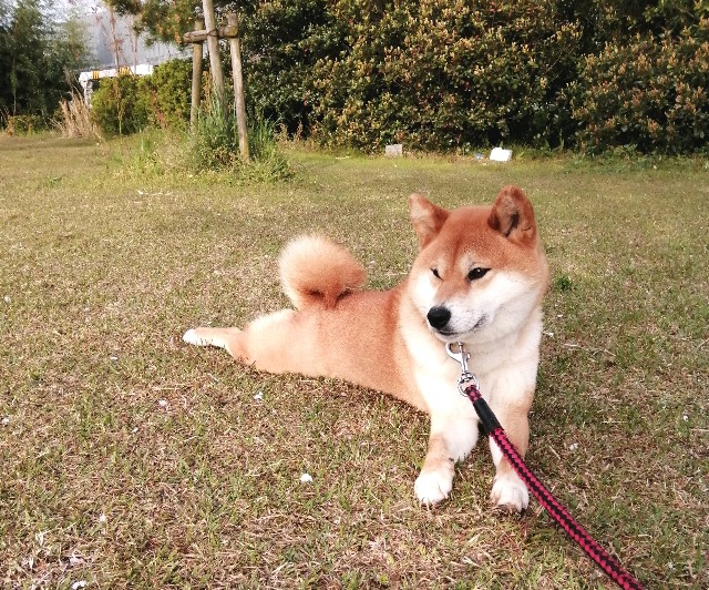 f:id:shibainumugi:20200423075701j:image